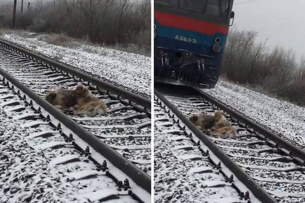 Photo : Denis Malafeyev