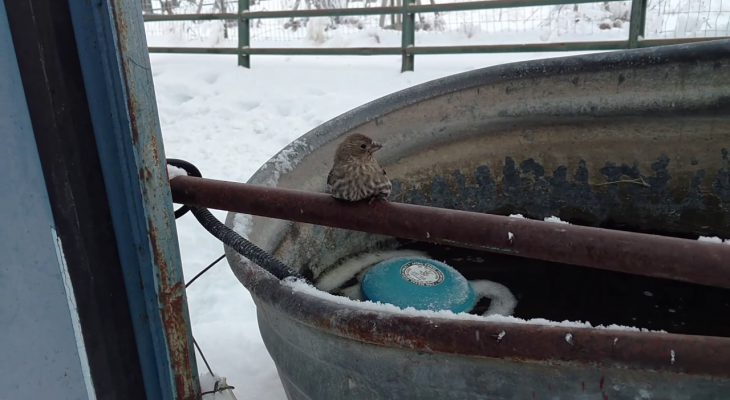 oiseau-colle-froid-barriere