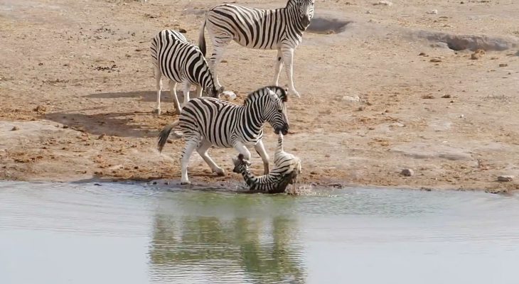 zebre-tente-tuer-petit