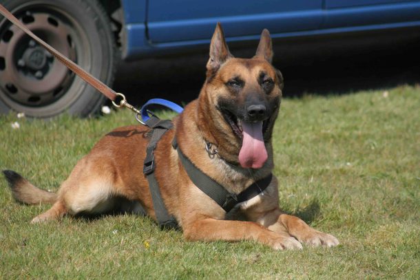 chien-gendarmerie-malinois