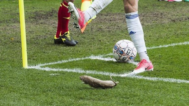 supporters-jettent-rats-morts-2