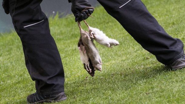 supporters-jettent-rats-morts-3