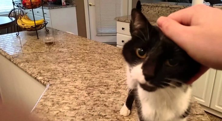 miaulement-chat-grave