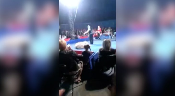 ours-cirque-saute-public