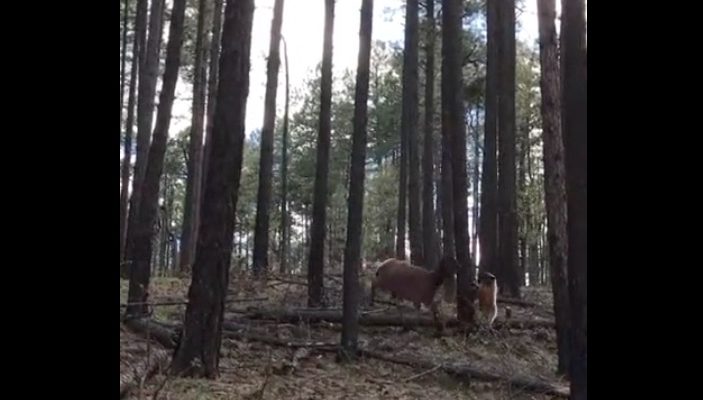 Une Elan protege son petit