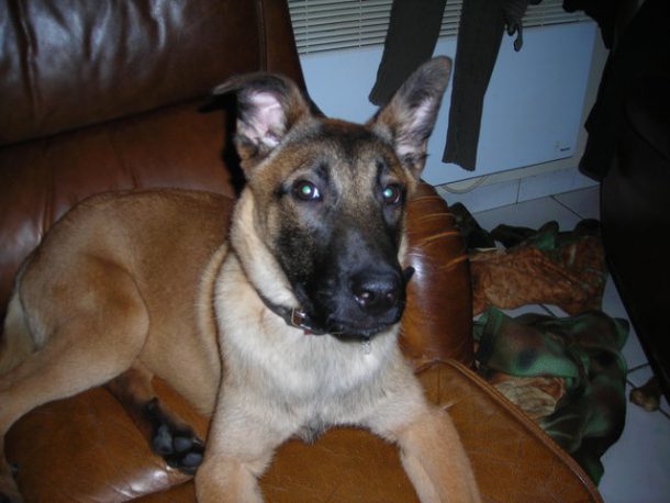 berger-malinois