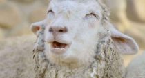 Des moutons défoncés au cannabis terrorisent un petit village