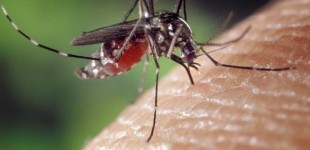 Floride : Il se défenestre suite à une invasion de moustiques