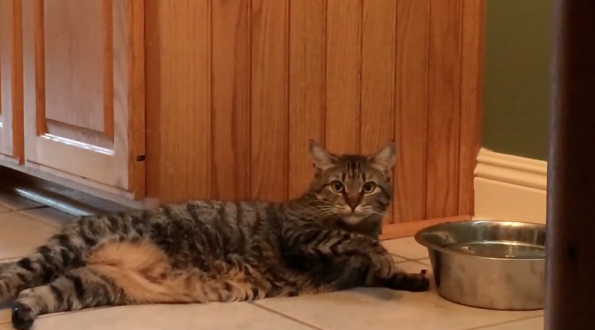 chat-faineant-cover