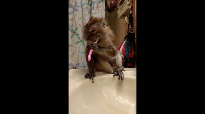 toilette-matinale-singe