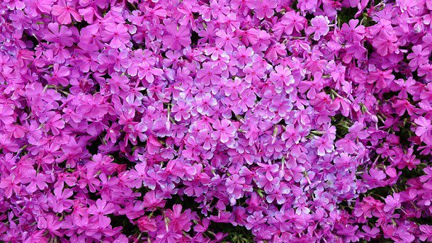 japonais-plante-fleurs-jardin-femme-aveugle-4