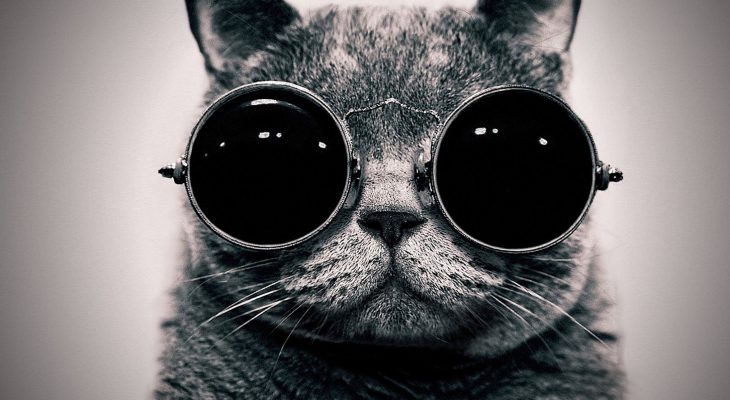 chat-lunettes-soleil