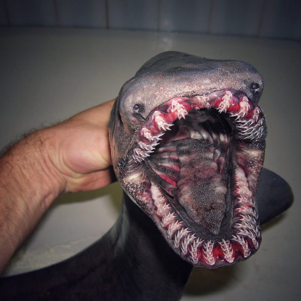 roman-fedortsov-creatures-marine-05