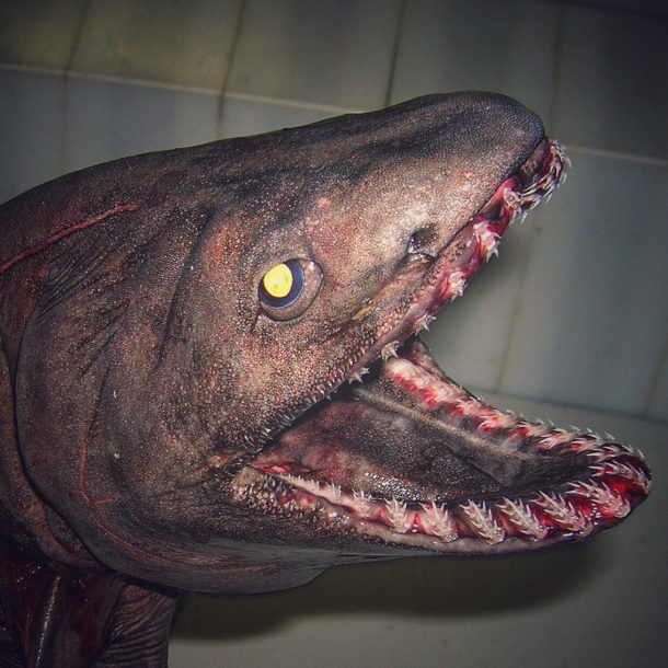 roman-fedortsov-creatures-marine-08