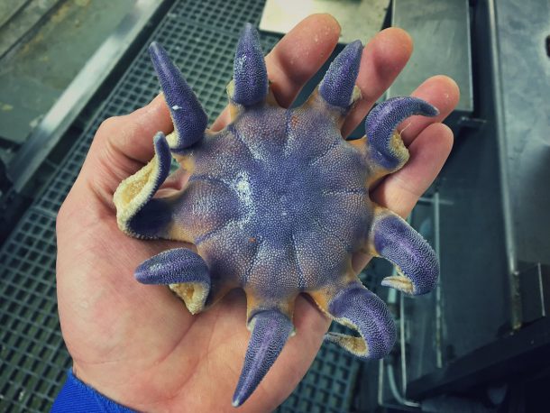 roman-fedortsov-creatures-marine-13