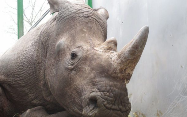vince-rhino