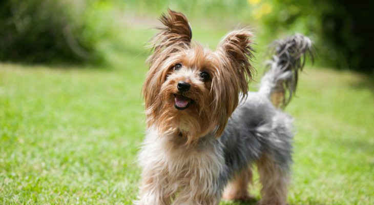 yorkshire-terrier